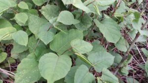 Lees meer over het artikel Japanse duizendknoop rukt op